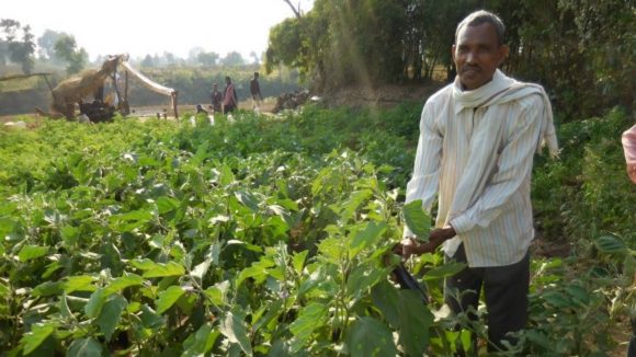 Govardhan, who suffers from sight loss, grows brinjal in India.