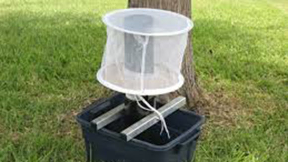 A mosquito gravid trap