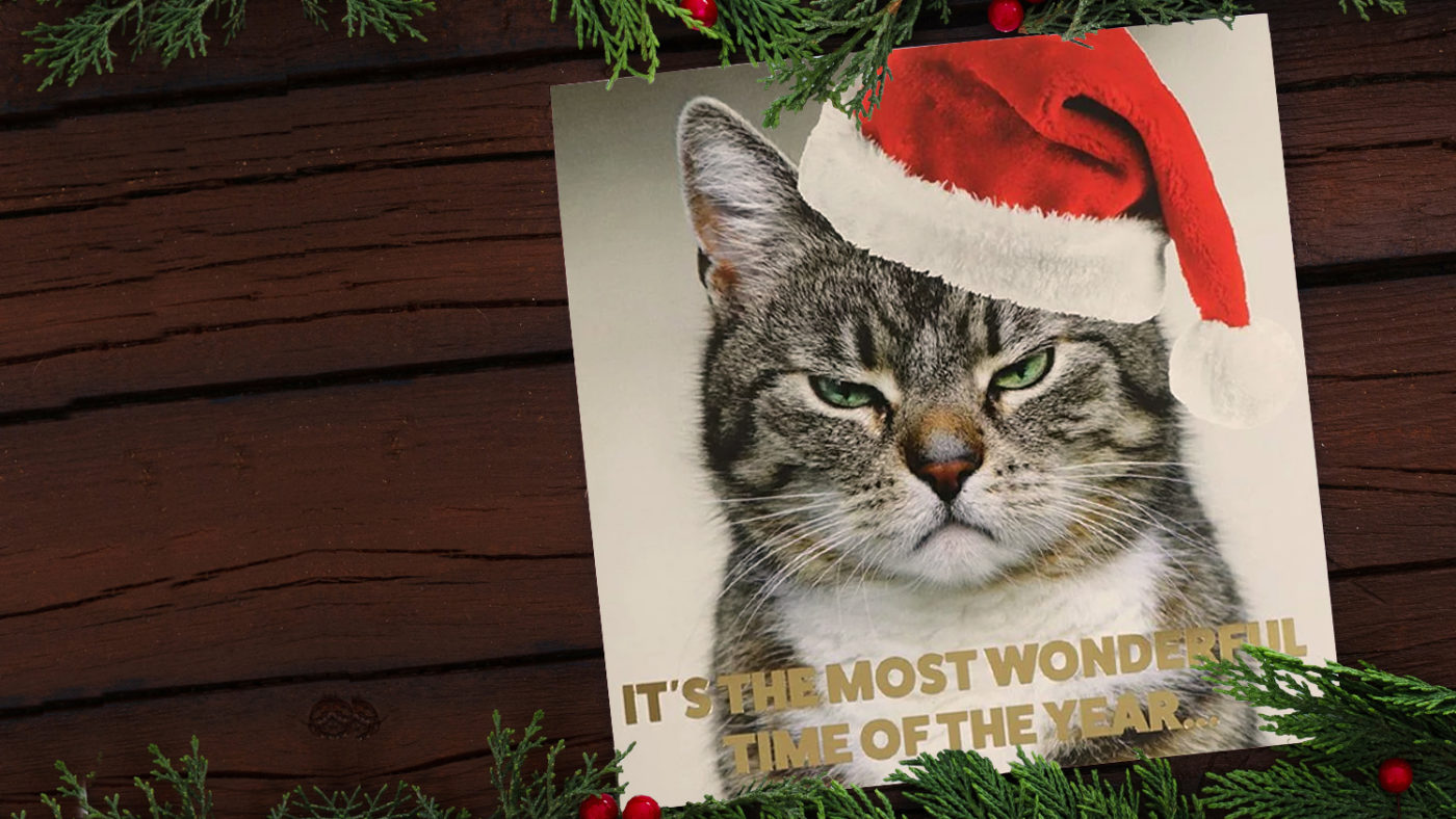 Sightsavers' 2019 Christmas card, with a grumpy,looking cat in a festive hat, and the words 'It's the most wonderful time of the year'.
