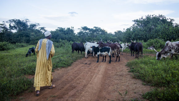 A man walks behind his cattle on a dirt road