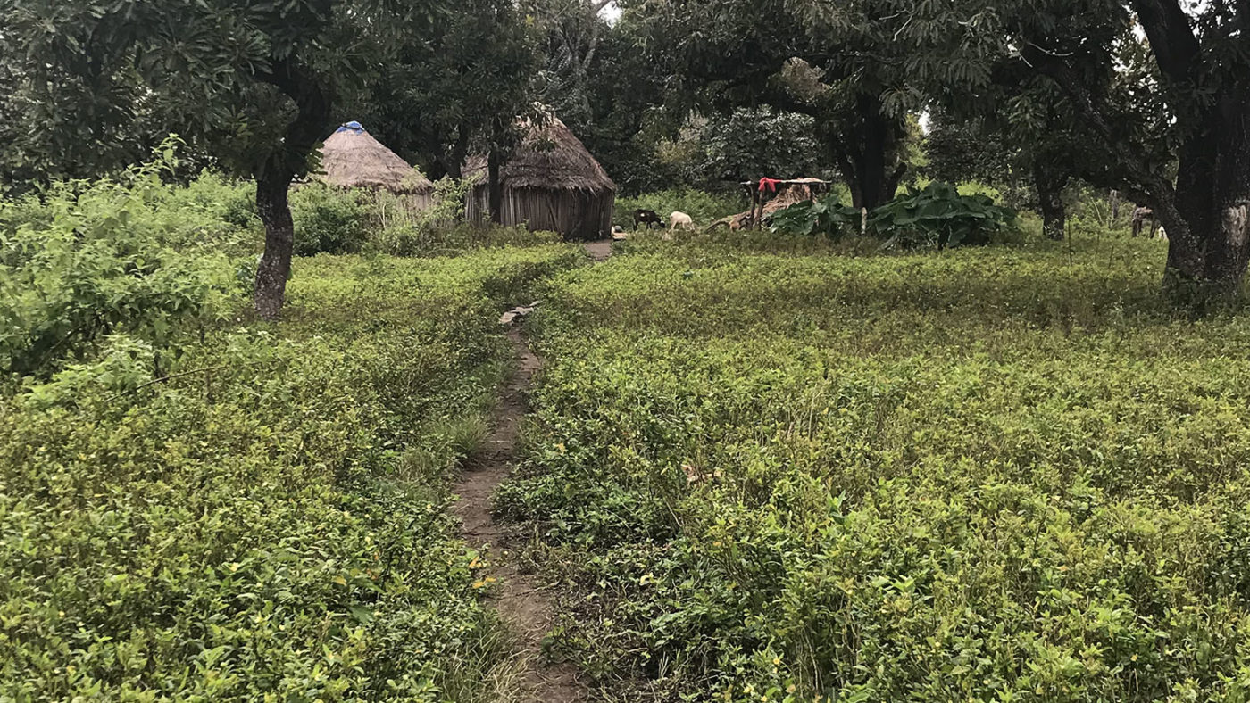 Huts are seen in the distance surrounded by lush greenery in the foreground.