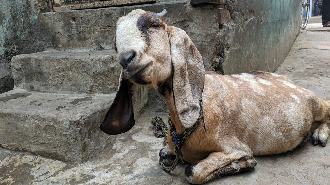 A goat sitting on the floor.