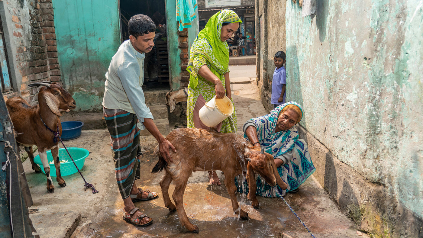 Two women and a man wash a goat.