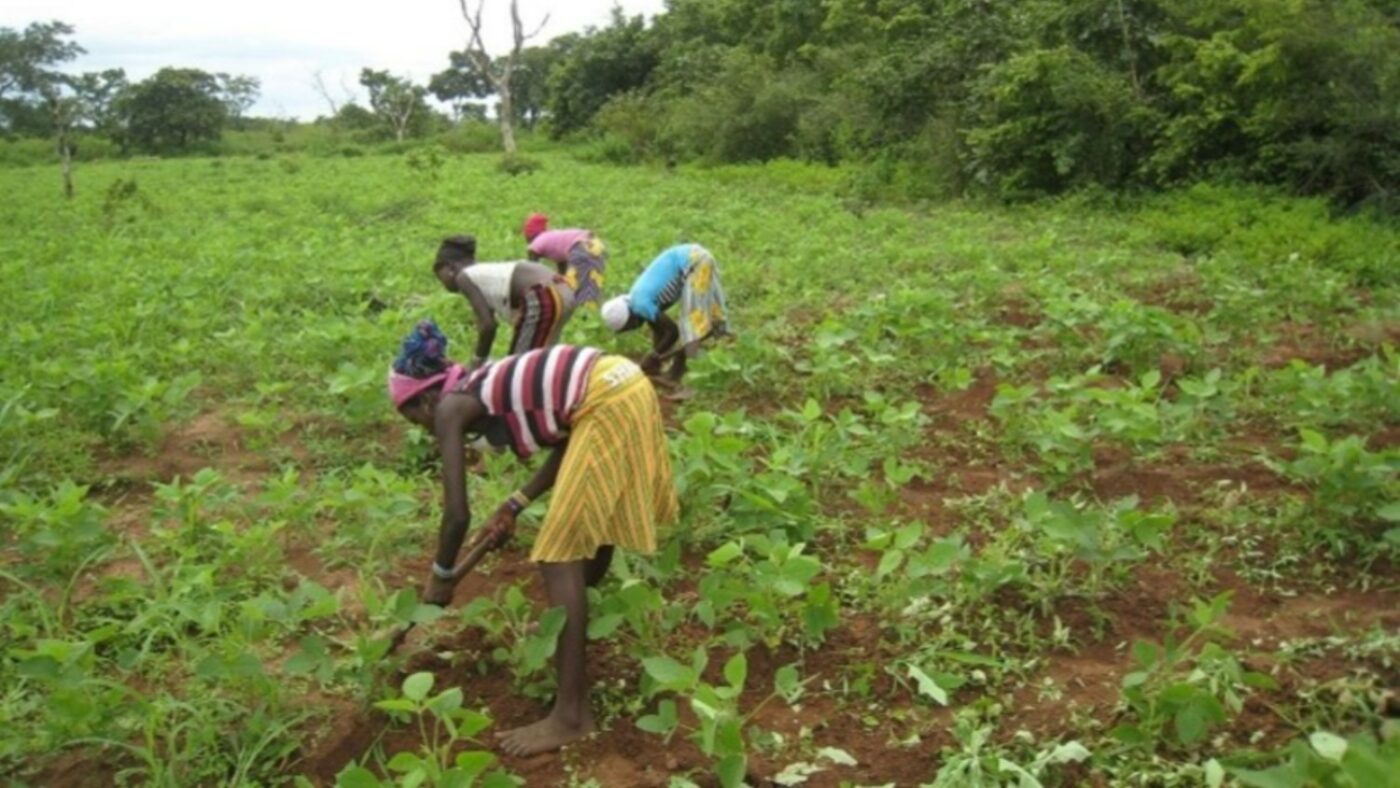 A group of woman are farming in a field of green vegetables.
