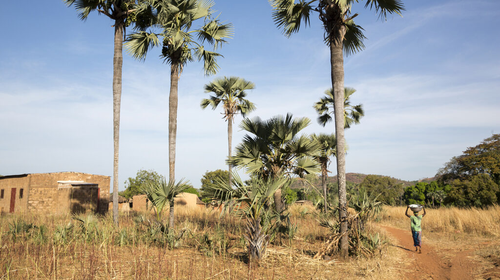 A landscape scene in Burkina Faso, showing towering palm trees, sandy grass and blue skies. A woman walks along a path beneath the trees.