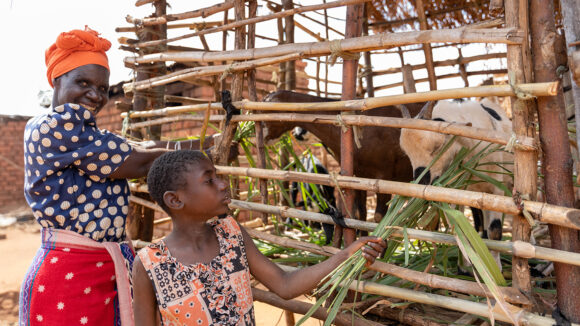 A young girl feeds some goats grass alongside her grandmother.