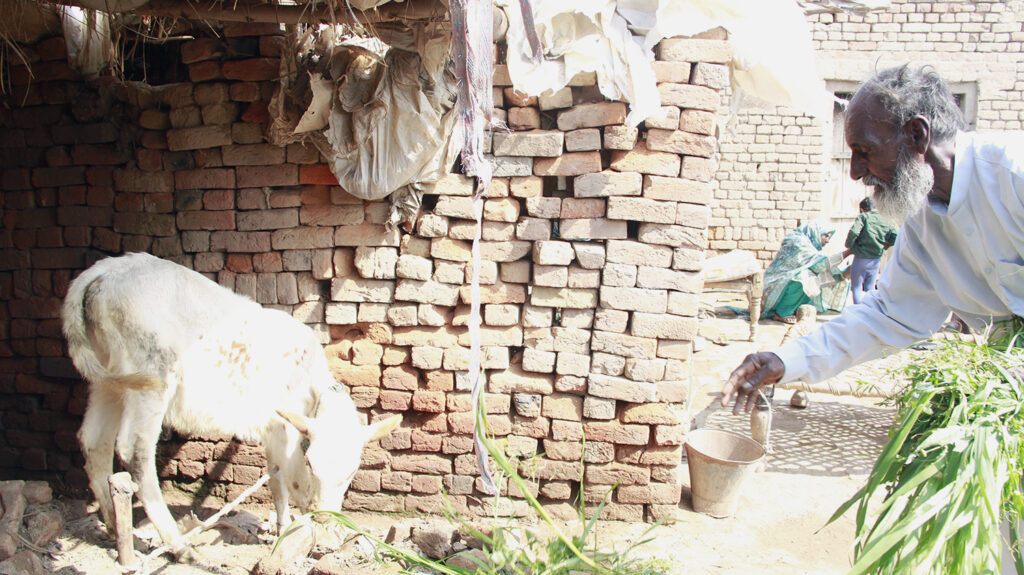 Sardar feeds a calf outside his home in Pakistan.