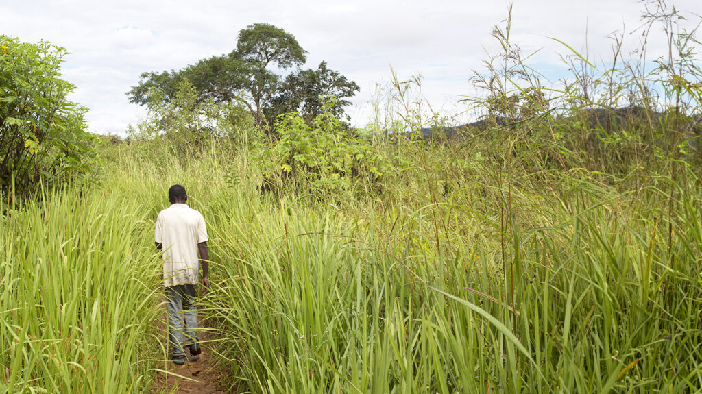 A man walks down a path through high grass.