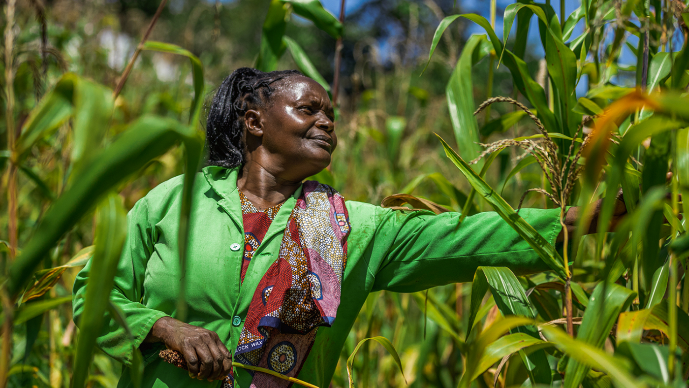 A woman in a green dust coat inspects sorghum plants in a field.