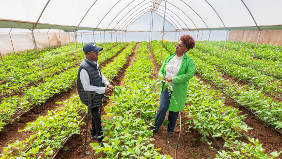 A man and woman stand inside an industrial-sized polytunnel with green leafy crops.